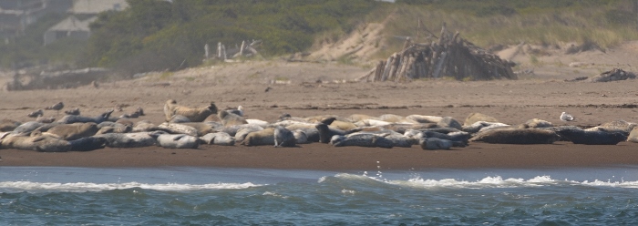 seals on beach